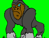 Dibuix Goril·la pintat per DAVID