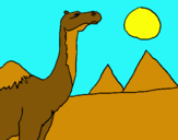 Dibuix Camell pintat per BERTA 
