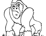 Dibuix Goril·la pintat per Adrià Mercader