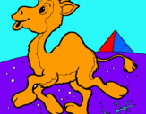 Dibuix Camell pintat per Bernat Medina