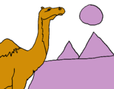 Dibuix Camell pintat per ALBA