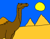 Dibuix Camell pintat per TONI TORRES