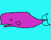 Dibuix Balena blava pintat per andrea