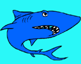 Dibuix Tiburón pintat per guillem