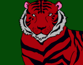 Dibuix Tigre pintat per aleix bria