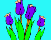 Dibuix Tulipes pintat per sheyla