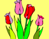 Dibuix Tulipes pintat per anz