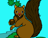 Dibuix Esquirol pintat per mireiaflores