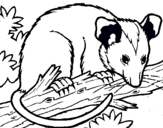 Dibuix Esquirol possum pintat per brian