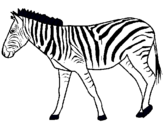 Dibuix Zebra pintat per JOAN