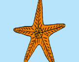Dibuix Estrella de mar pintat per MARGA