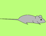Dibuix Rata pintat per aleix