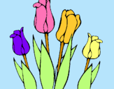 Dibuix Tulipes pintat per josep