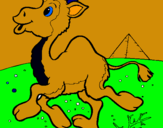 Dibuix Camell pintat per BERNAT PONT