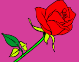 Dibuix Rosa pintat per claudia