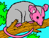 Dibuix Esquirol possum pintat per júlia