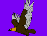 Dibuix Àguila volant  pintat per TELY B.