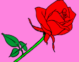 Dibuix Rosa pintat per michelle