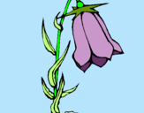 Dibuix Flor silvestre pintat per nuria