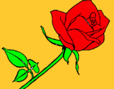 Dibuix Rosa pintat per roseta