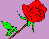 Dibuix Rosa pintat per nora     muñoz       grau