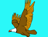Dibuix Àguila volant  pintat per xenia julia