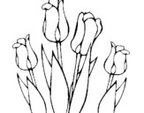Dibuix Tulipes pintat per imma