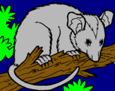 Dibuix Esquirol possum pintat per claudia solanes