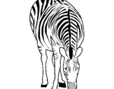 Dibuix Zebra pintat per alejandra