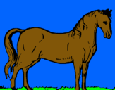 Dibuix Cavall andalús  pintat per fernando