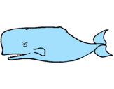 Dibuix Balena blava pintat per fer