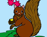 Dibuix Esquirol pintat per Miriam