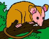 Dibuix Esquirol possum pintat per Antonella