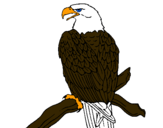 Dibuix Àguila en una branca  pintat per isaac fernandez