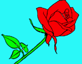 Dibuix Rosa pintat per xènia