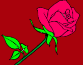 Dibuix Rosa pintat per reinita