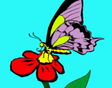 Dibuix Papallona en una flor  pintat per AINA