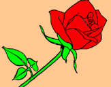 Dibuix Rosa pintat per ingrid8 9