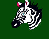 Dibuix Zebra II pintat per maria beltran puig