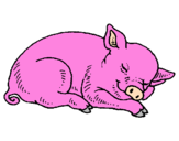 Dibuix Porc dormint pintat per Montse