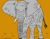 Dibuix Elefant pintat per BAYO