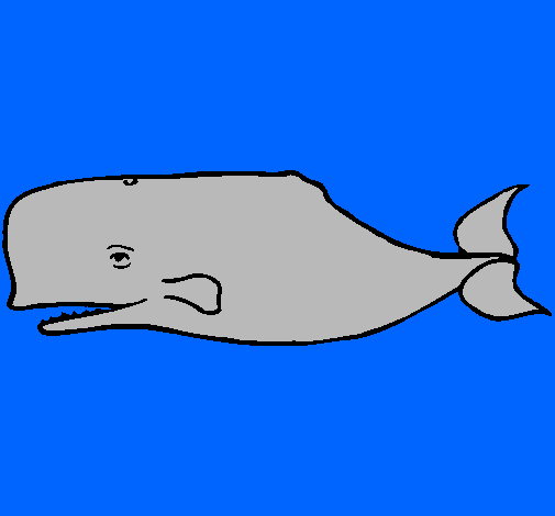 Dibuix Balena blava pintat per JAN