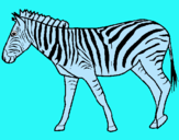 Dibuix Zebra pintat per KJMNH