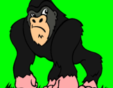 Dibuix Goril·la pintat per Raïm