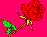 Dibuix Rosa pintat per zalia