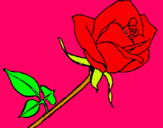 Dibuix Rosa pintat per emma c