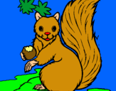 Dibuix Esquirol pintat per laura