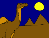 Dibuix Camell pintat per tomeu 5 anys