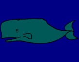 Dibuix Balena blava pintat per BABER