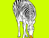 Dibuix Zebra pintat per eloi